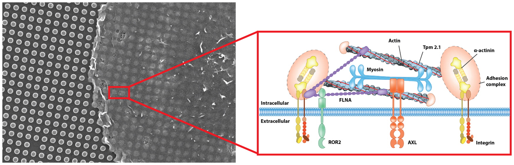 Tracking forces by specialized substrates with micro-fabricated pillar arrays